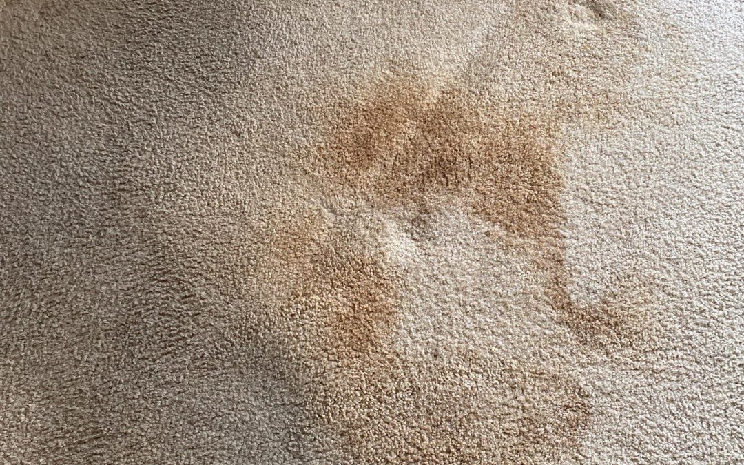 Same-Day Carpet-to-Tile Transition Repair in Chandler, AZ